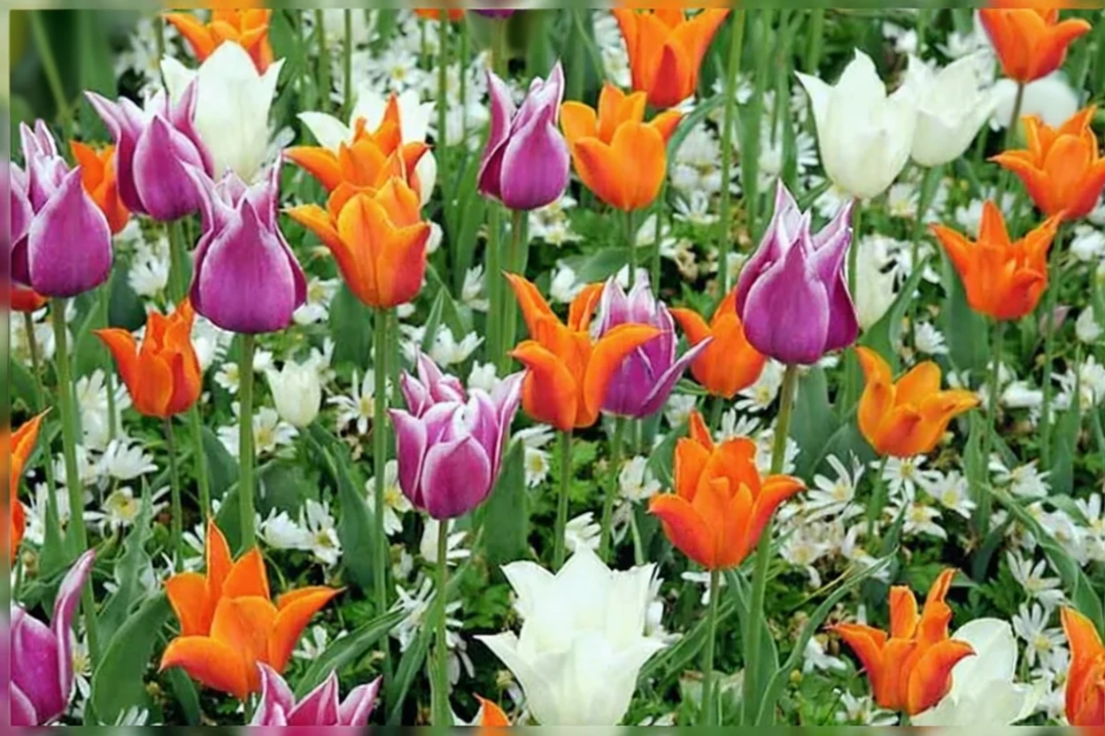 Тюльпан Балерина