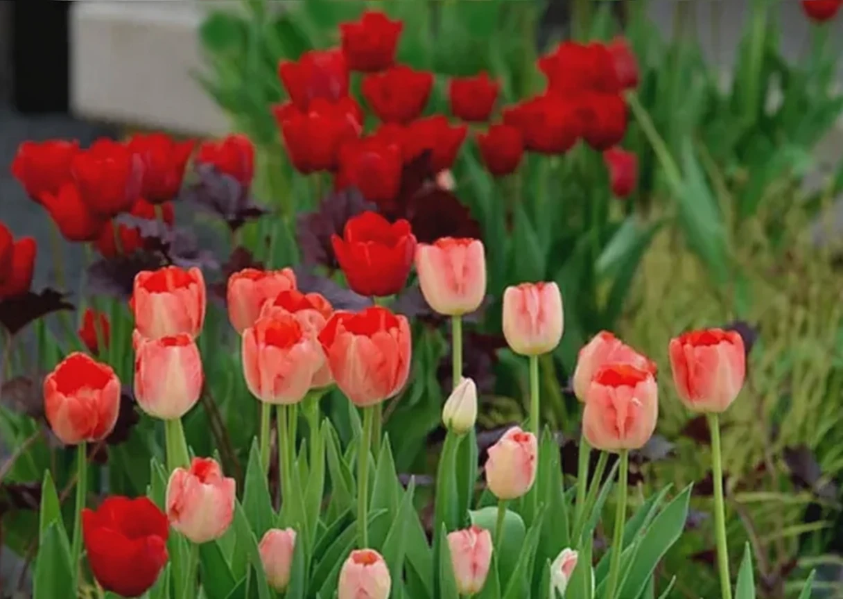 Тюльпан Бастонь