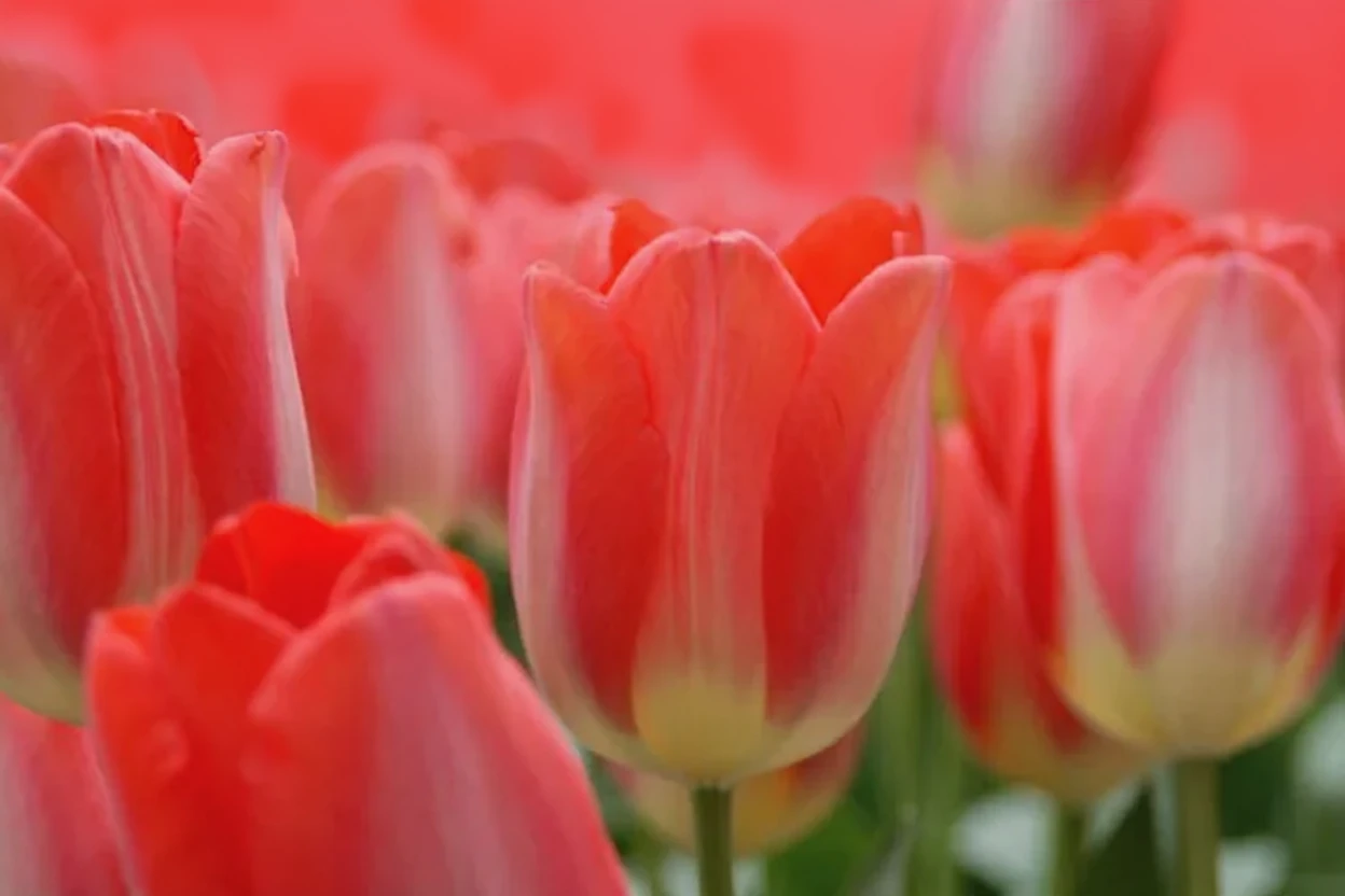 Тюльпан Біг Чіф