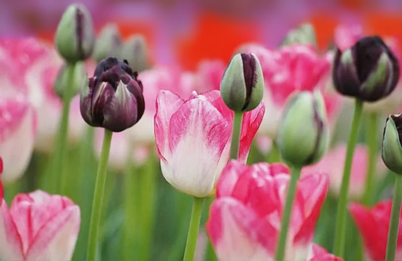 Тюльпан Блек Хіро