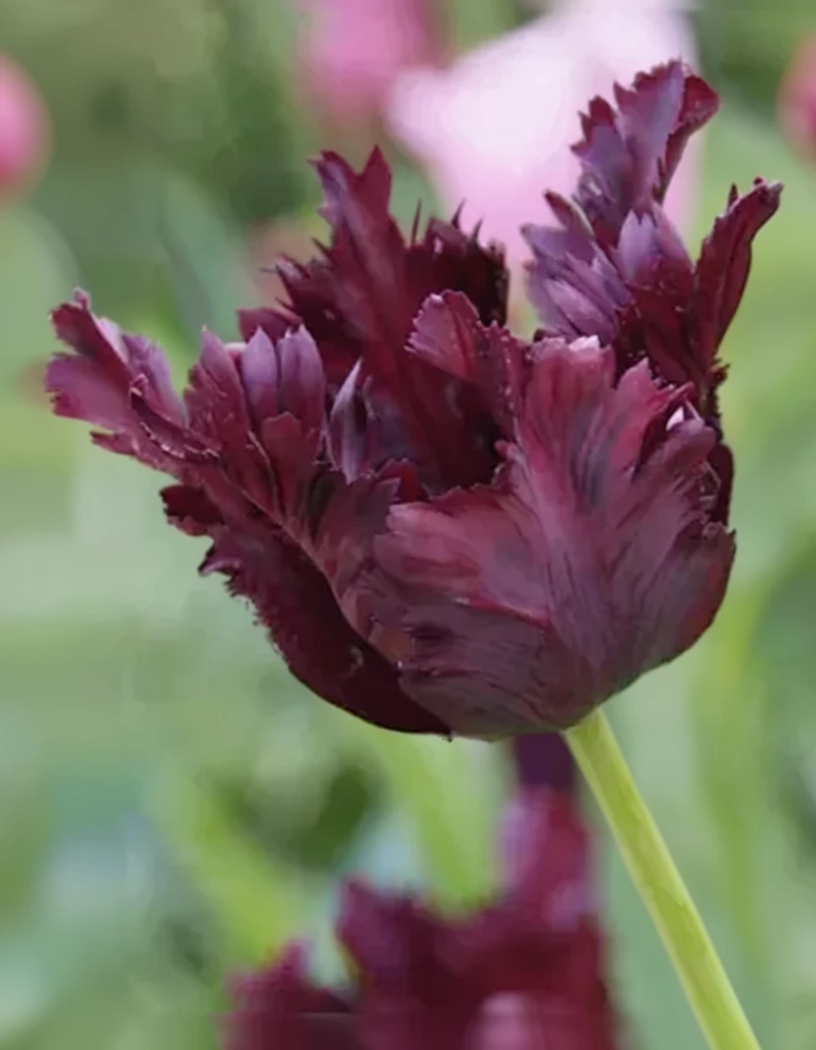 Тюльпан Блек Паррот / Tulipa Black Parrot