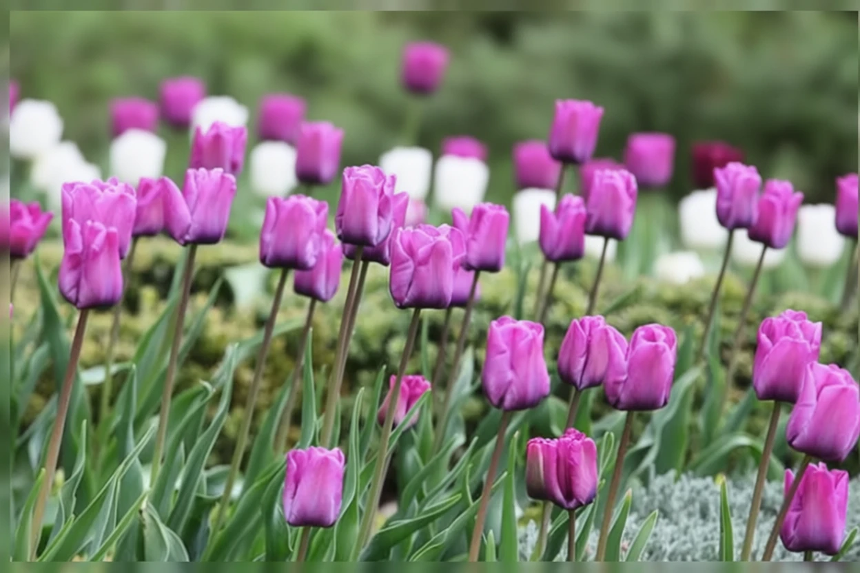 Тюльпан Блю Аймейбл / Tulipa Blue Aimable