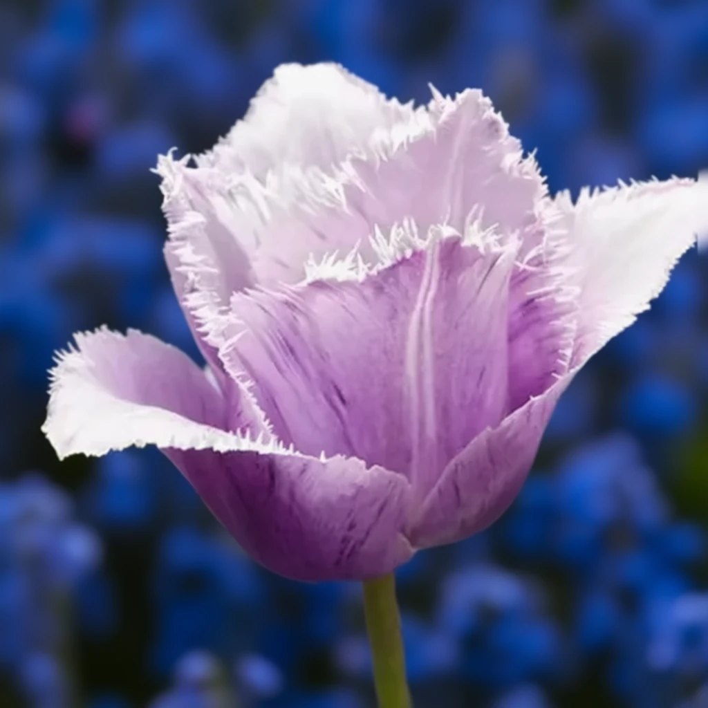 Тюльпан Блю Херон / Tulipa Blue Heron