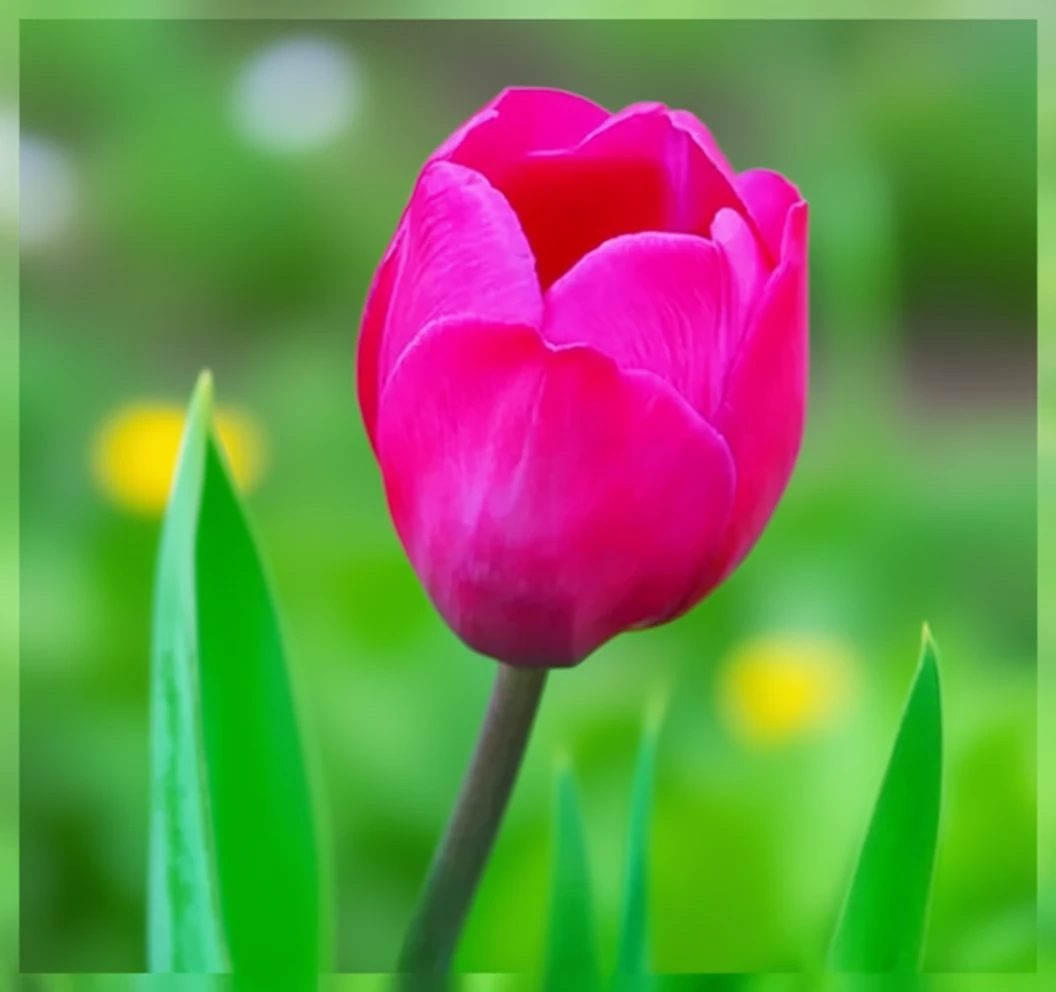 Тюльпан Блу Бюті