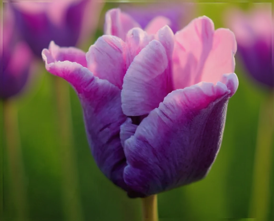 Тюльпан Блу Паррот / Tulipa Blue Parrot