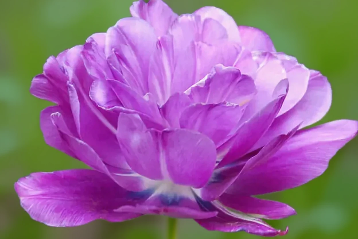 Тюльпан Блу Спектейкл / Tulipa Blue Spectacle