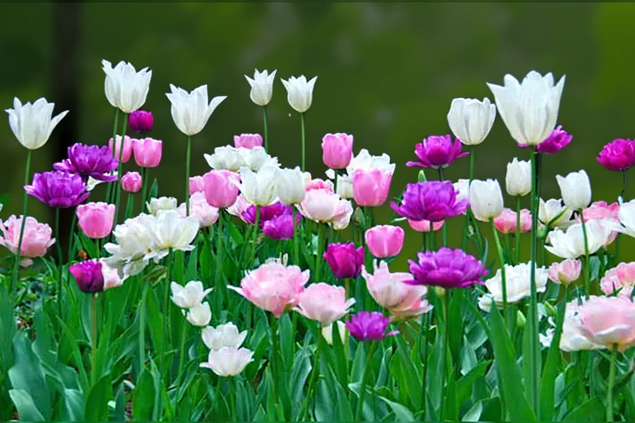 Тюльпан Блу Спектейкл