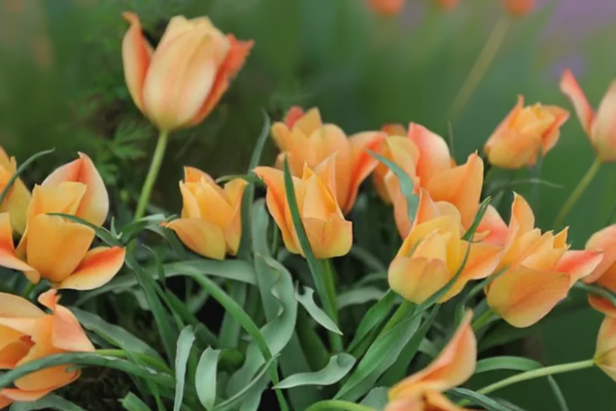 Тюльпан Бронз Чарм / Tulipa batalinii Bronze Charm