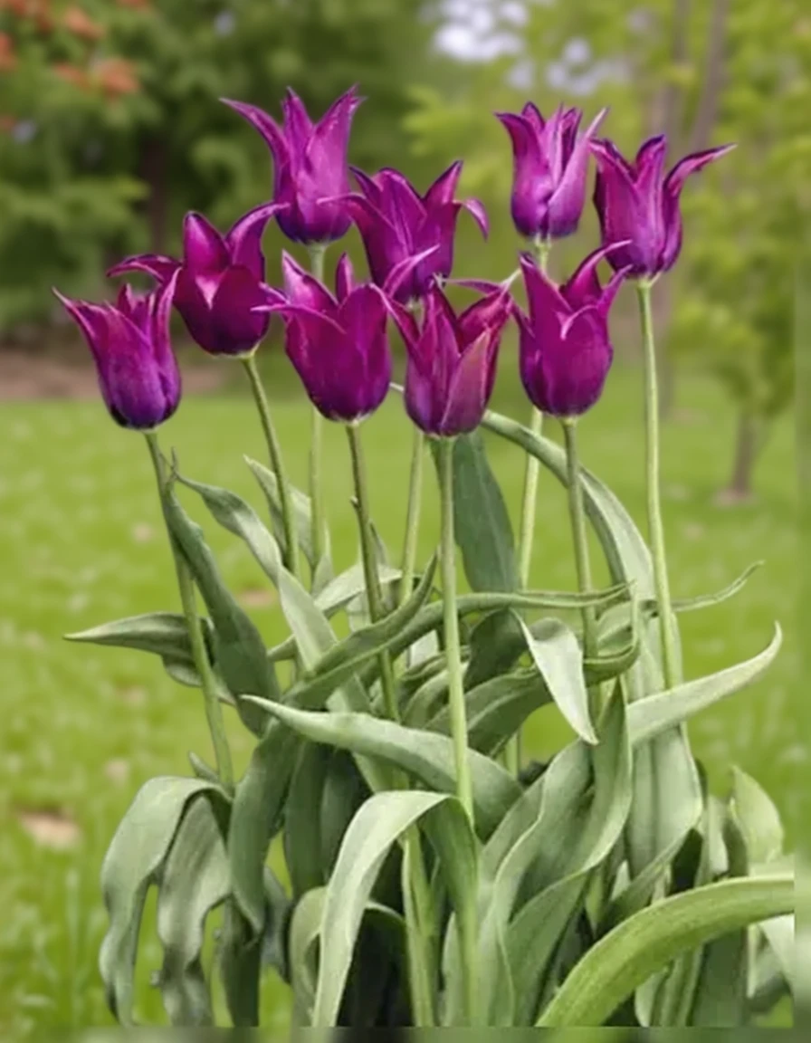 Тюльпан Бургунді