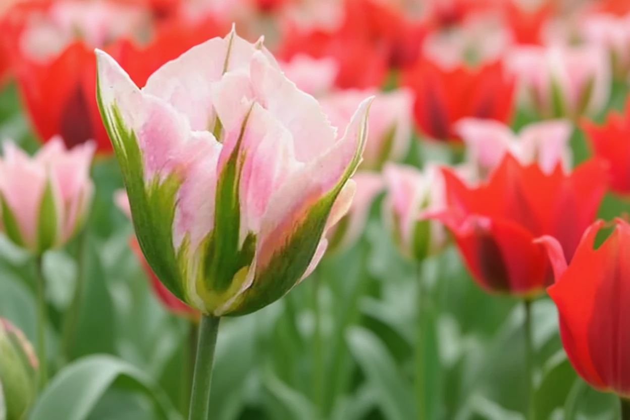 Тюльпан Чайна Таун