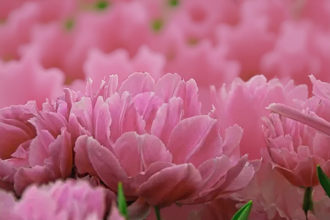 Тюльпан Дабл Прайс / Tulipa Double Price