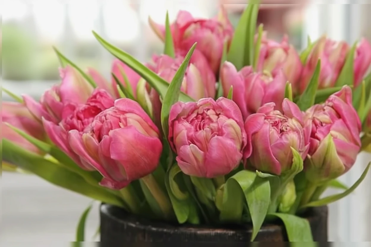 Тюльпан Дабл Прайс