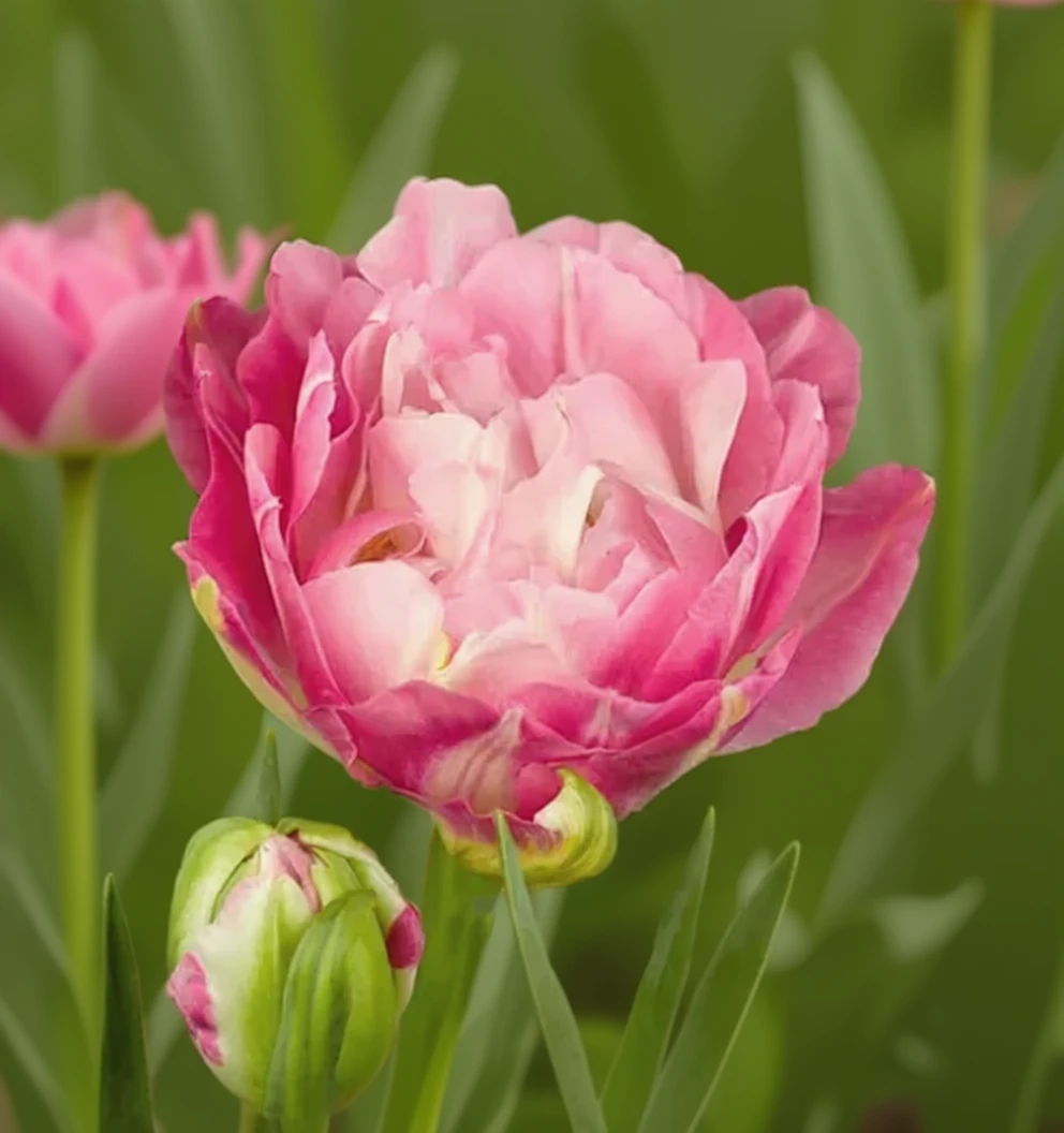 Тюльпан Дабл Шугар