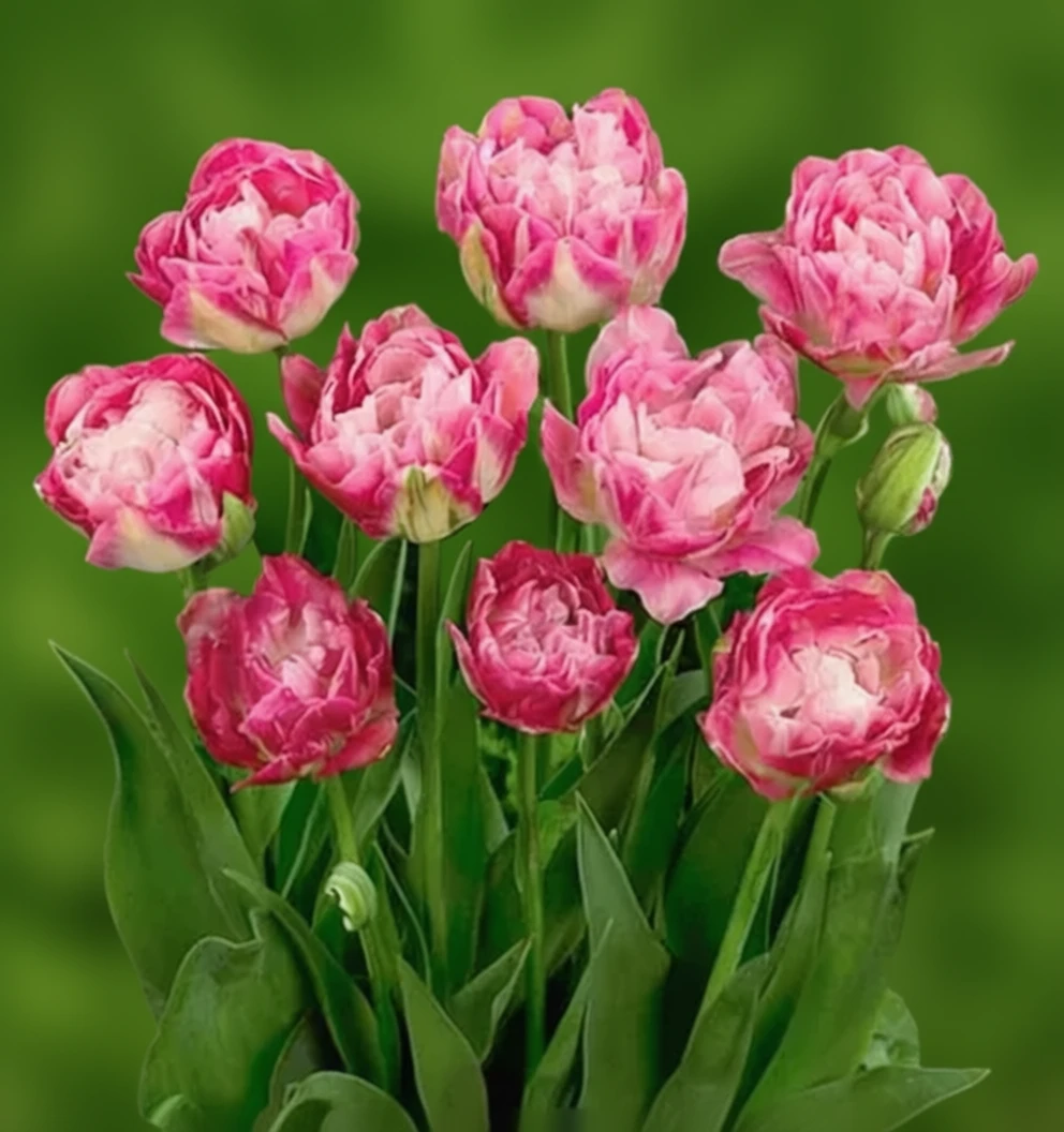 Тюльпан Дабл Шугар