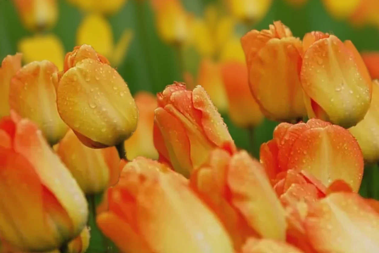 Тюльпан Дейдрім / Tulipa Daydream