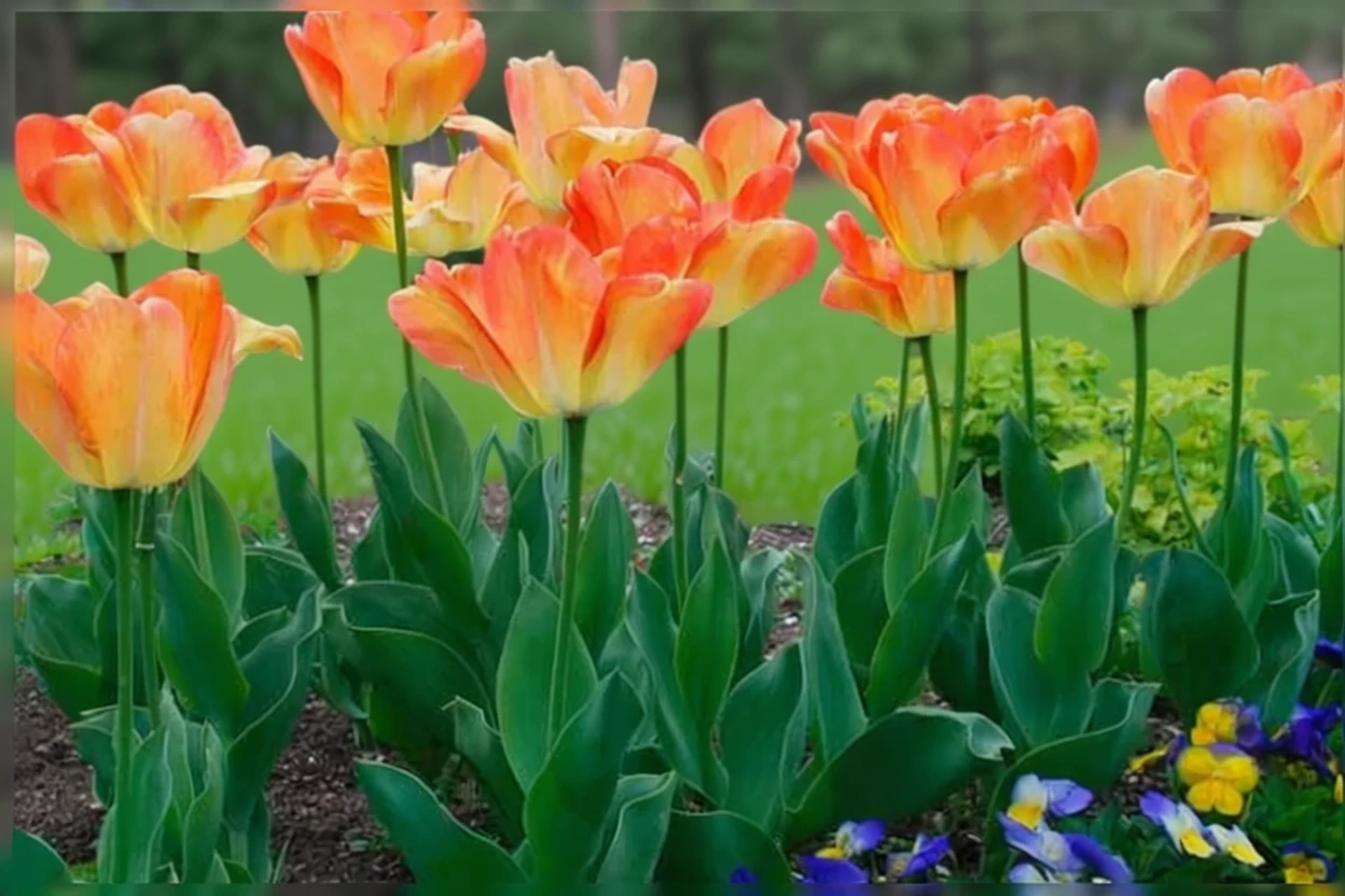 Тюльпан Дейдрім