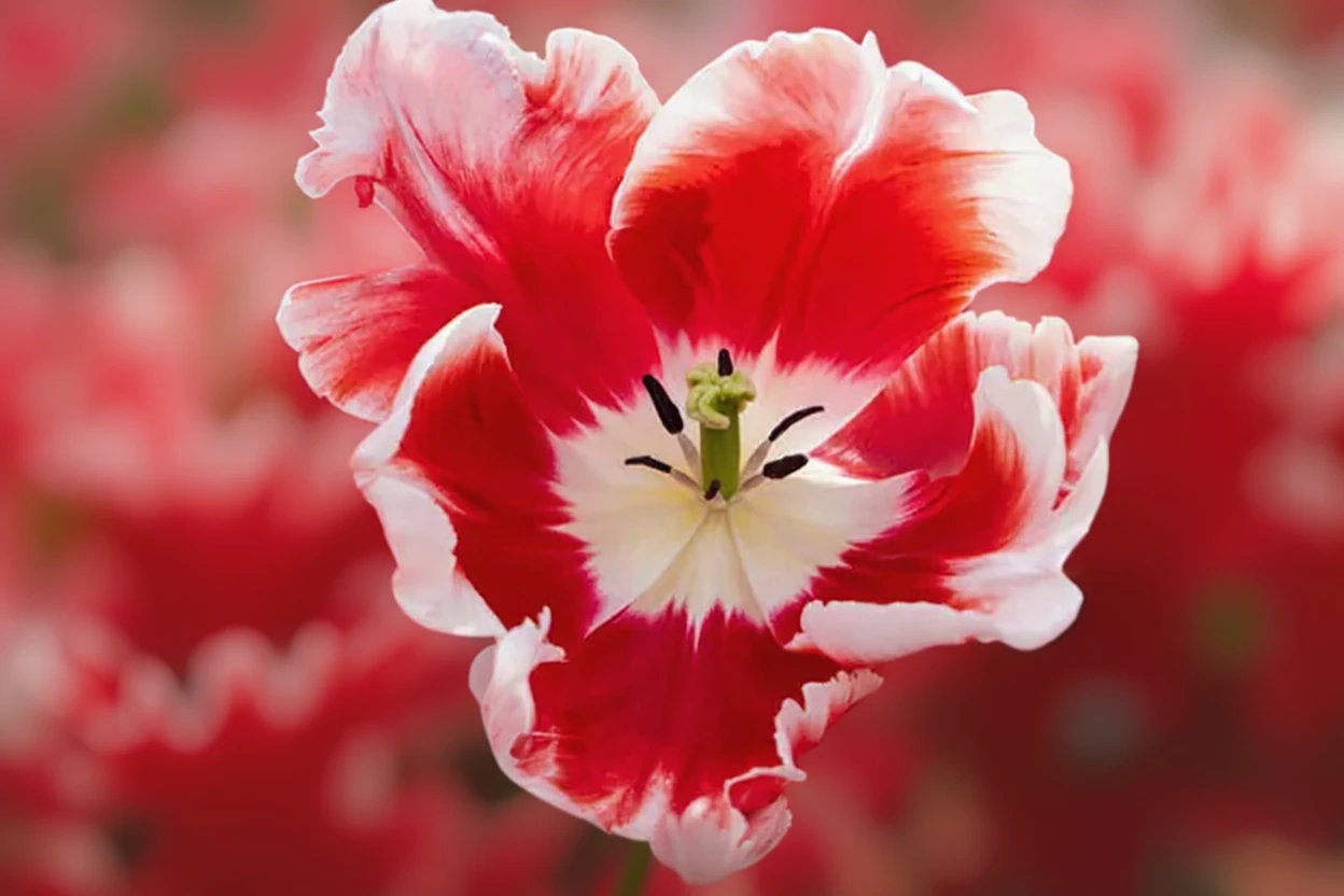 Тюльпан Ді Джей Паррот / Tulipa Dee Jay Parrot