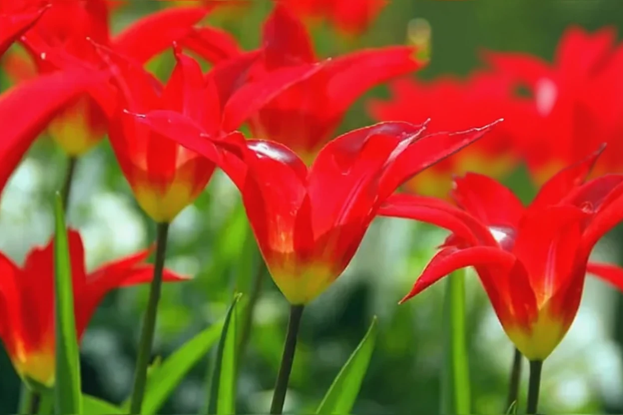 Тюльпан Діаніто