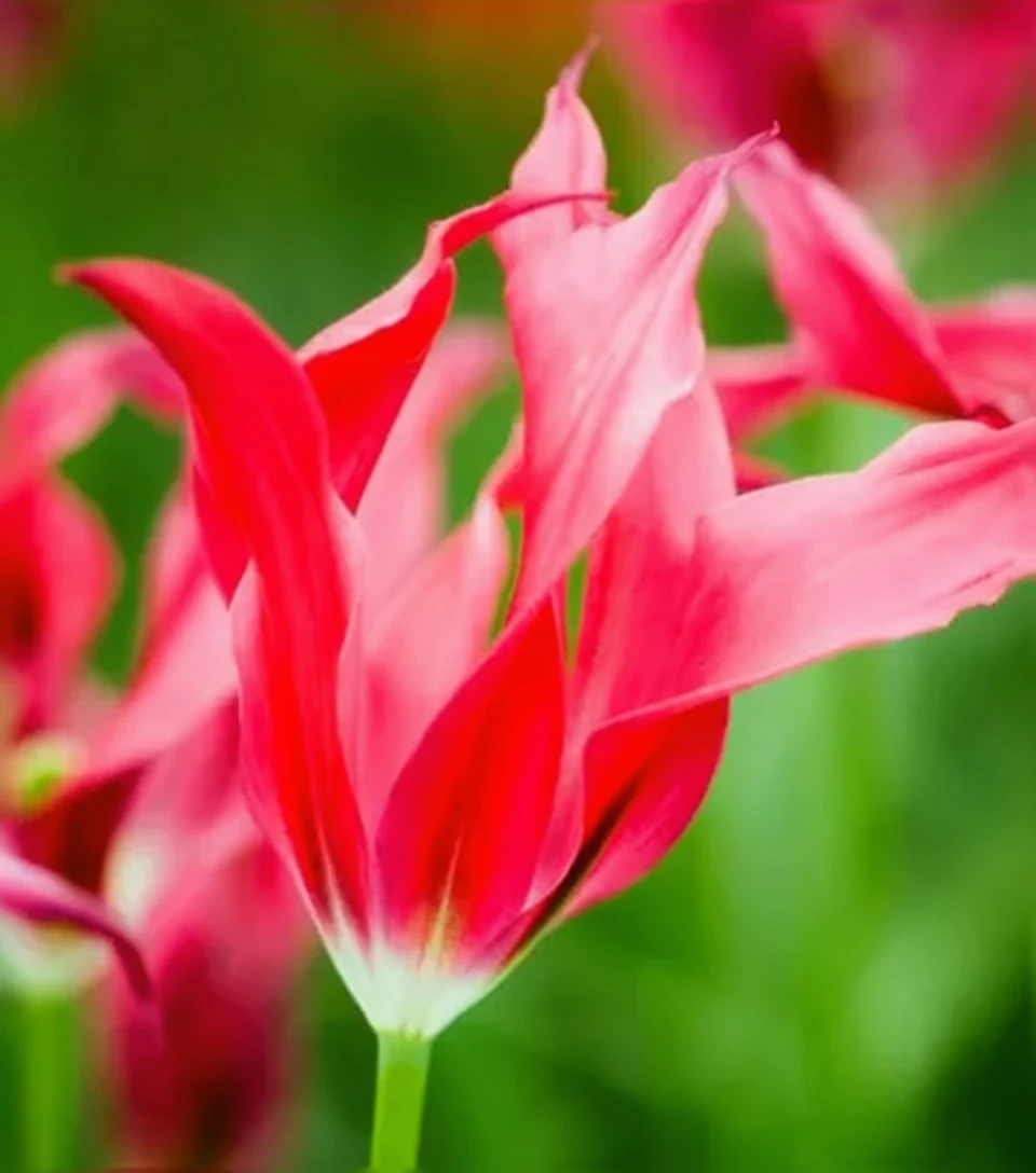 Тюльпан Доллс Мінует / Tulipa Doll’s Minuet