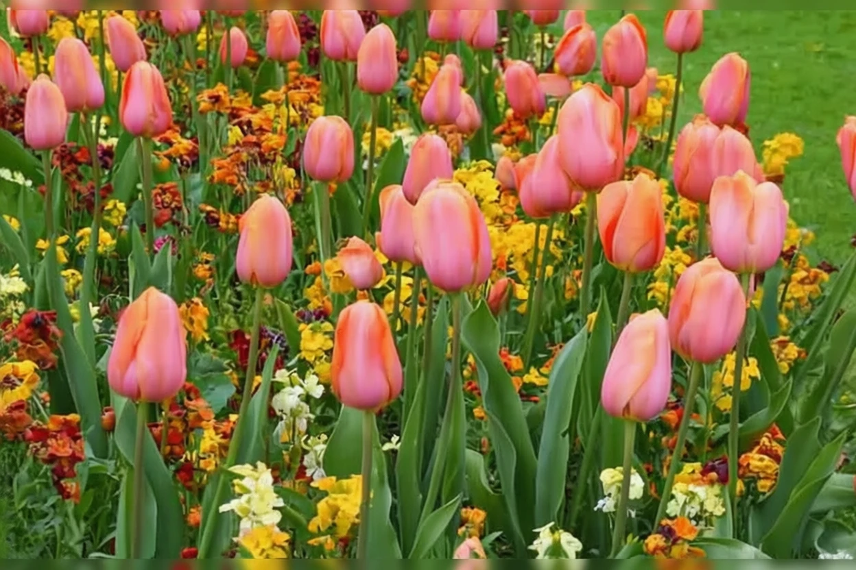 Тюльпан Дордонь / Tulipa Dordogne