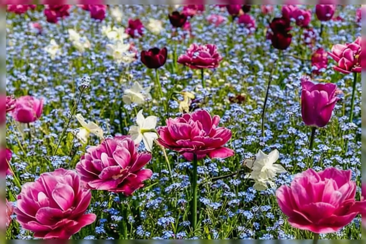 Тюльпан Дрім Тач