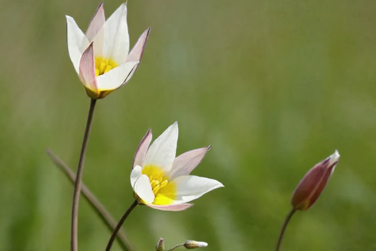 Тюльпан двоквітковий