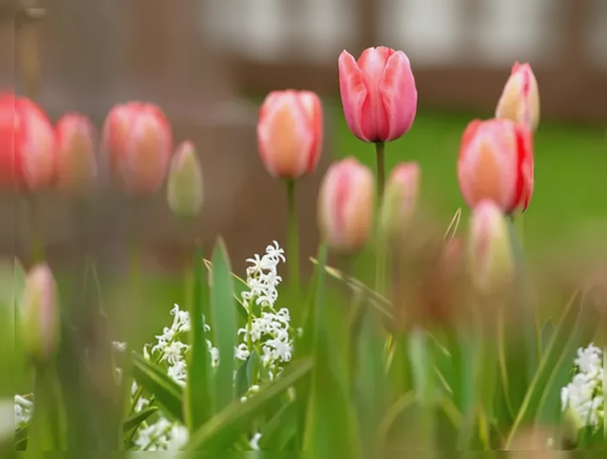 Тюльпан Дизайн Імпрешн / Tulipa Design Impression