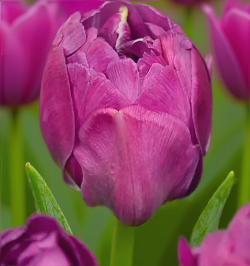 Тюльпан Ебігейл / Tulipa Abigail