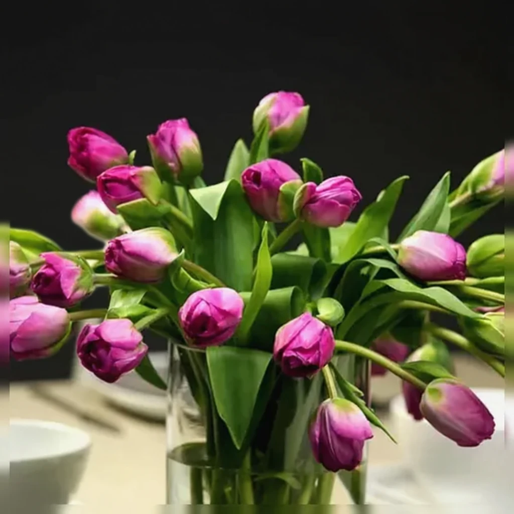 Тюльпан Ебігейл