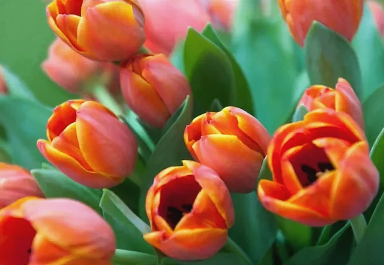 Тюльпан Ед Рем / Tulipa Ad Rem