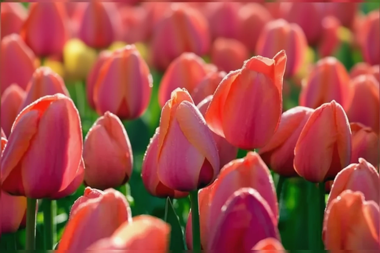 Тюльпан Ед Рем