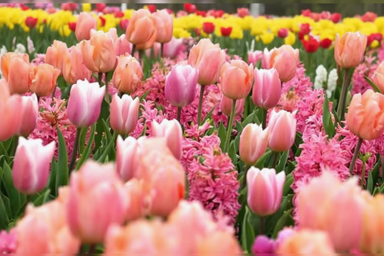 Тюльпан Ейпрікот Бюті