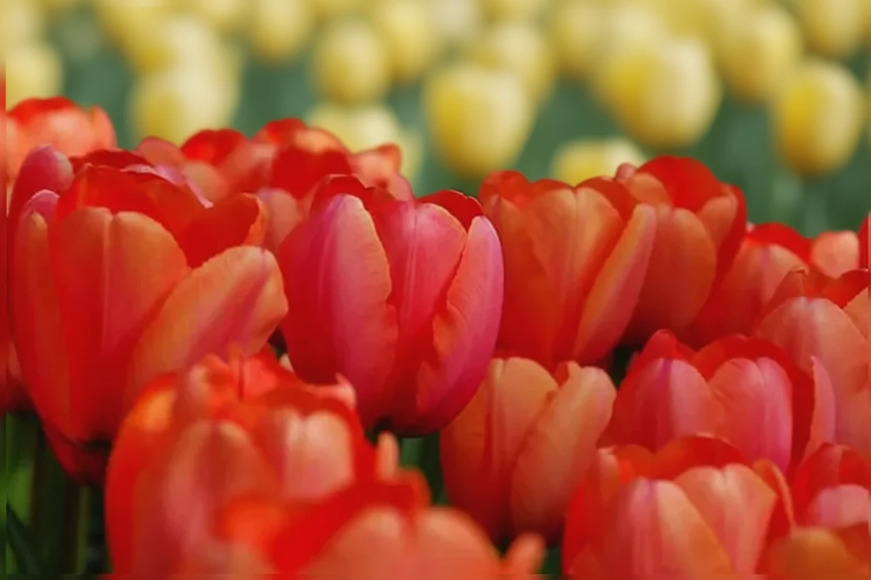 Тюльпан Ейпрікот Імпрешн / Tulipa Apricot Impression