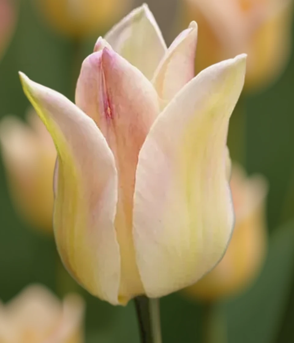 Тюльпан Елегант Леді / Tulipa Elegant Lady