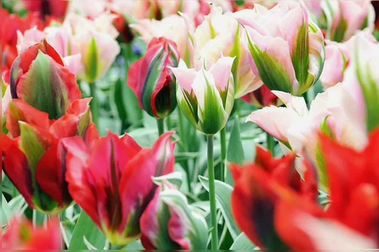 Тюльпан Есперанто