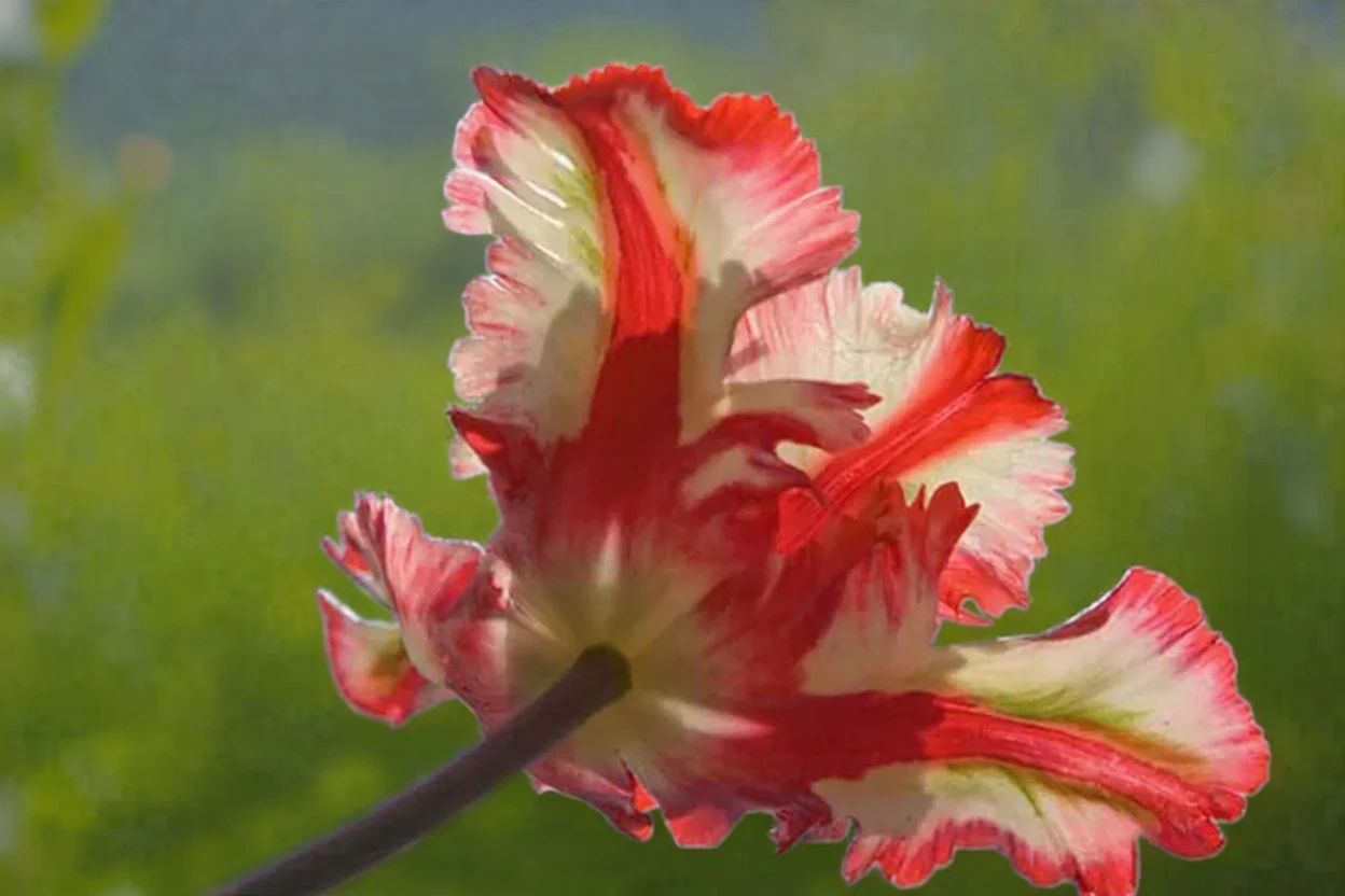 Тюльпан Естелла Рейнвелд