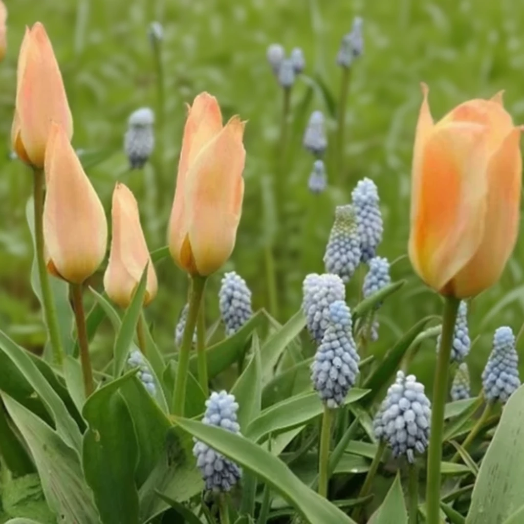 Тюльпан Фюр Елізе