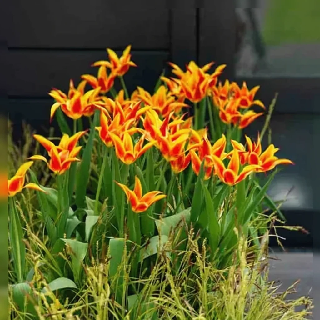 Тюльпан Флай евей