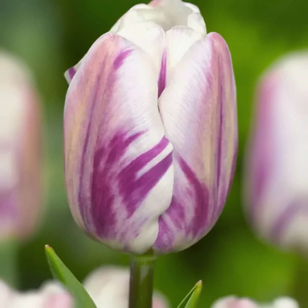 Тюльпан Флеймінг Флаг / Tulipa Flaming Flag