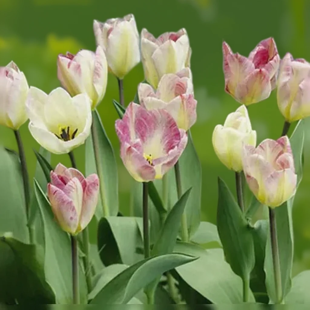 Тюльпан Флеймінг Пуріссіма