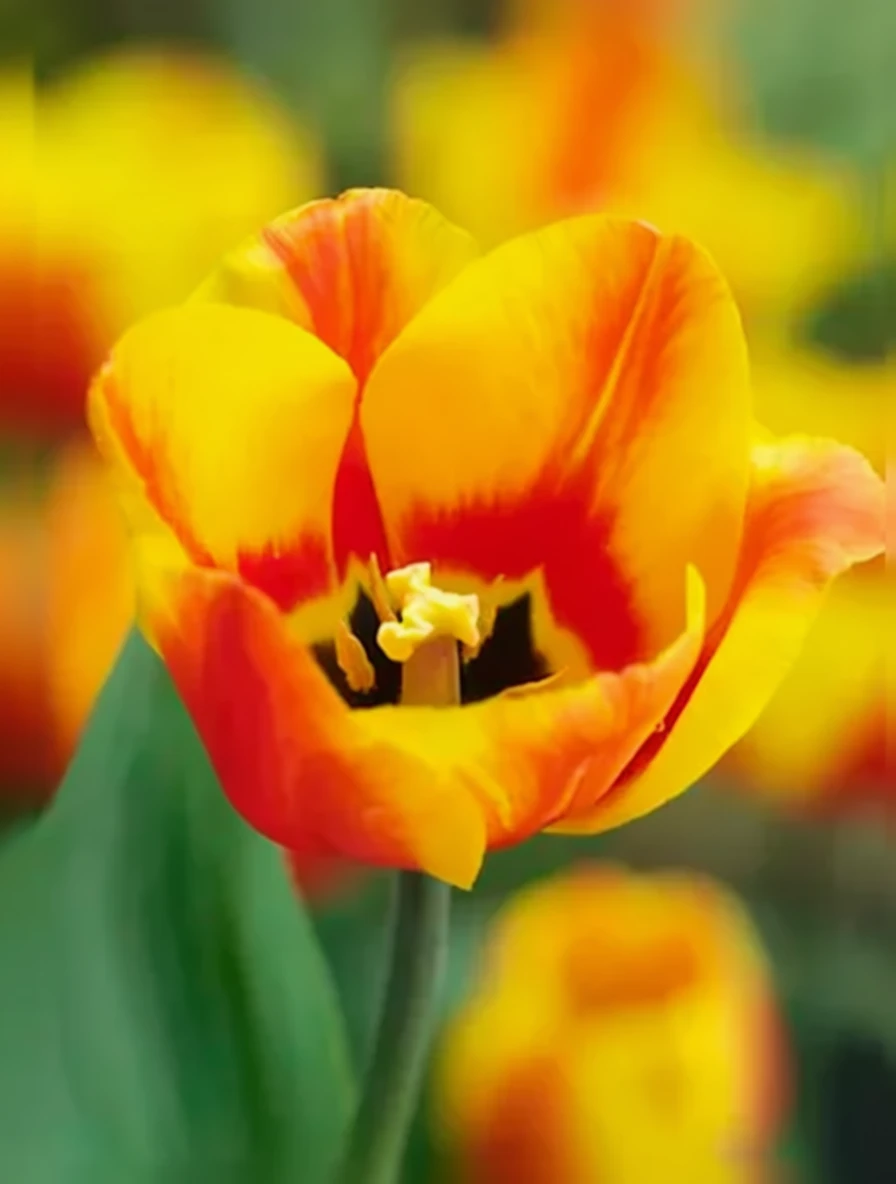 Тюльпан Флер / Tulipa Flair