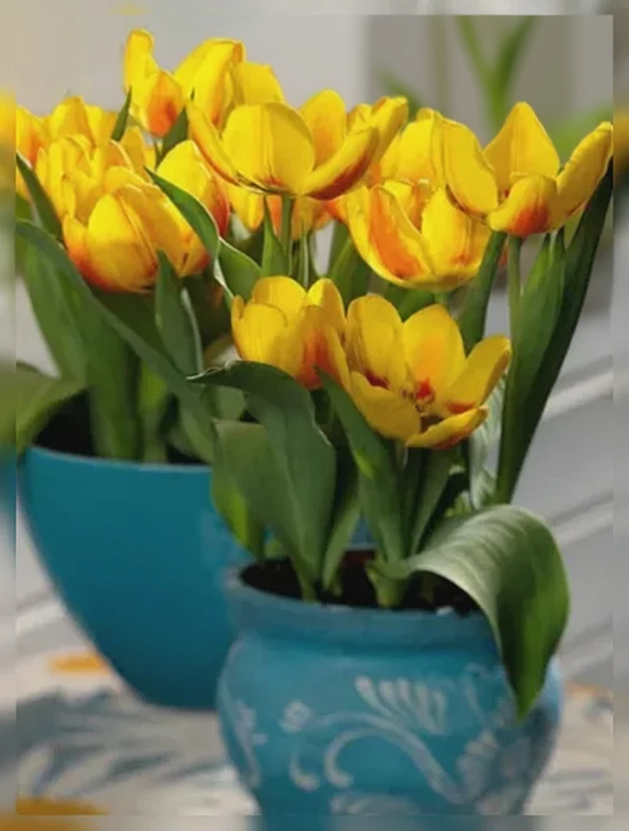 Тюльпан Флер