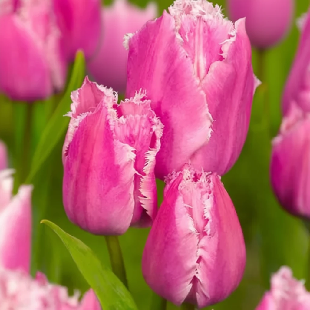 Тюльпан Фрінджд Фемілі / Tulipa Fringed Family