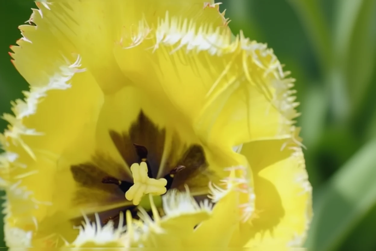 Тюльпан Фрінгед Елеганс / Tulipa Fringed Elegance