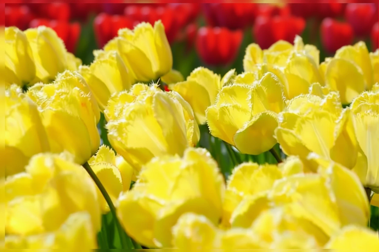 Тюльпан Фрінгед Елеганс