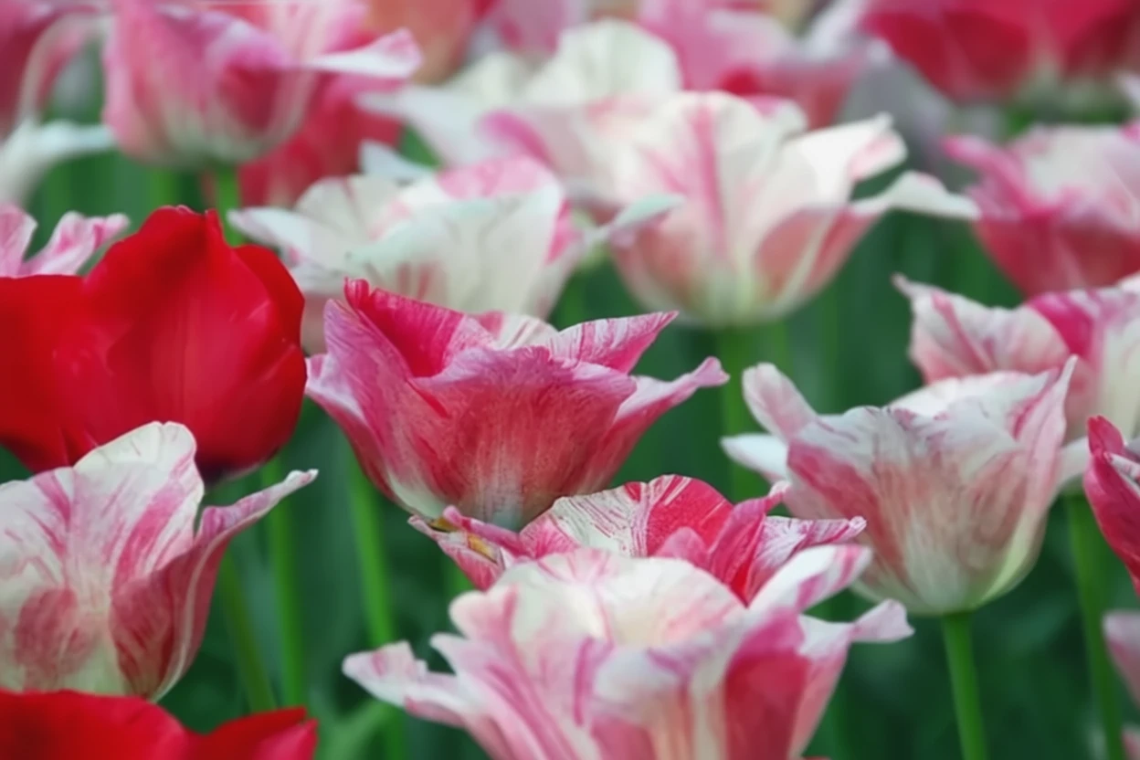 Тюльпан Гемісфера / Tulipa Hemisphere