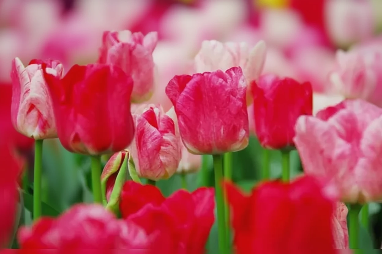 Тюльпан Гемісфера