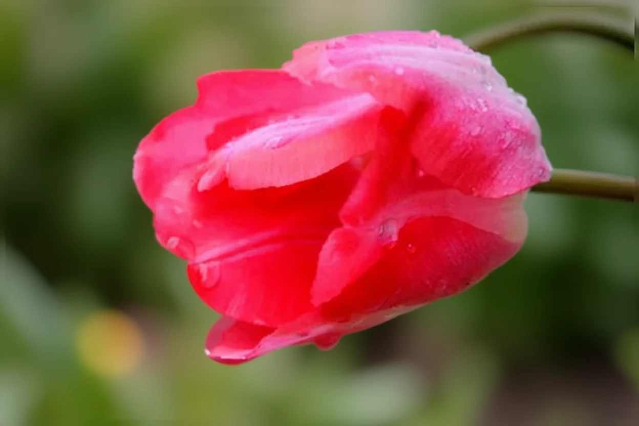 Тюльпан Гендерс Рапсоді / Tulipa Gander’s Rhapsody