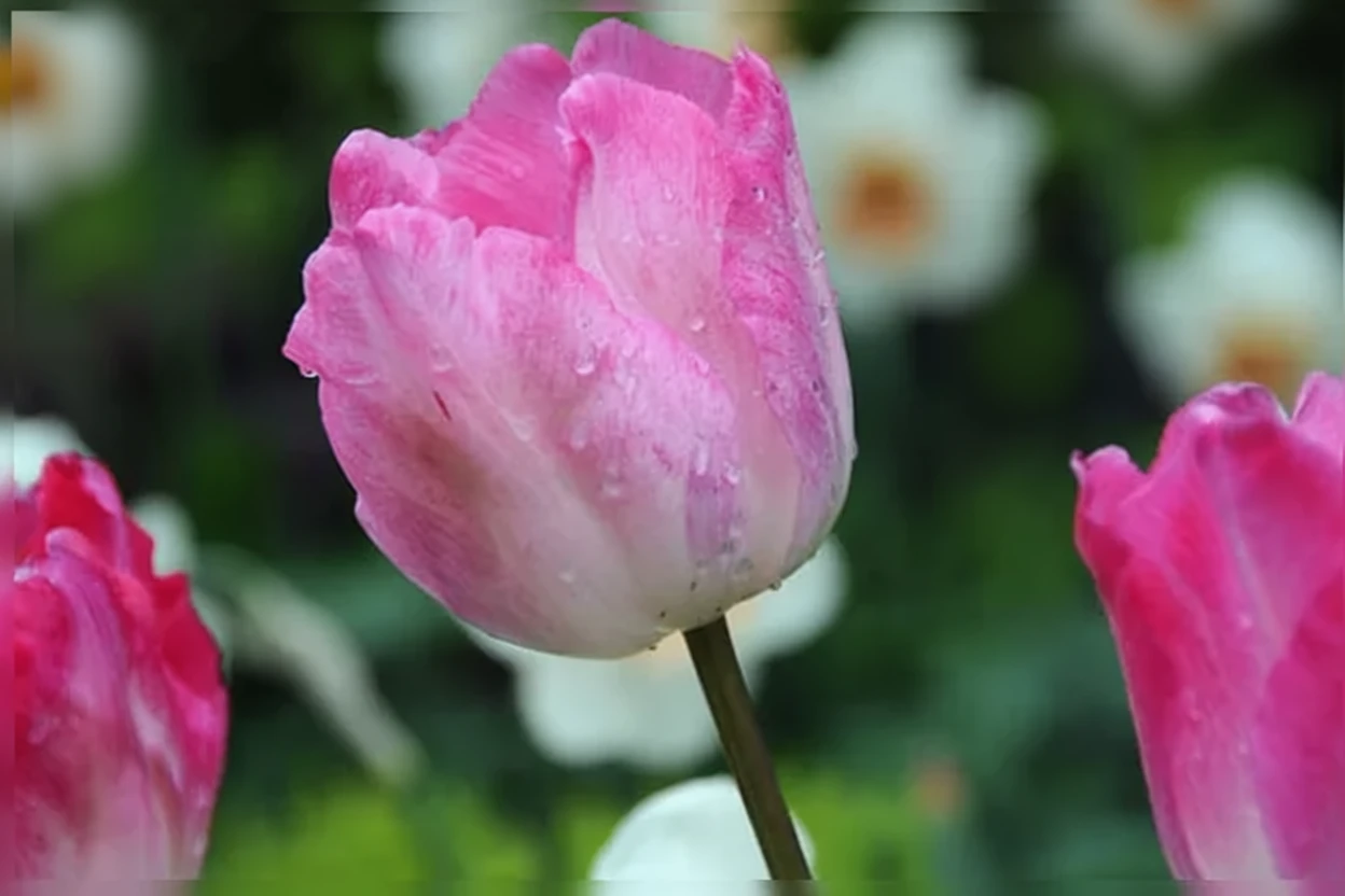 Тюльпан Гендерс Рапсоді