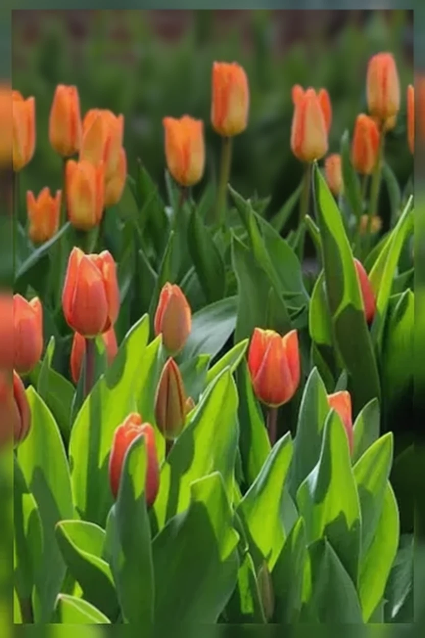 Тюльпан Генерал де Вет